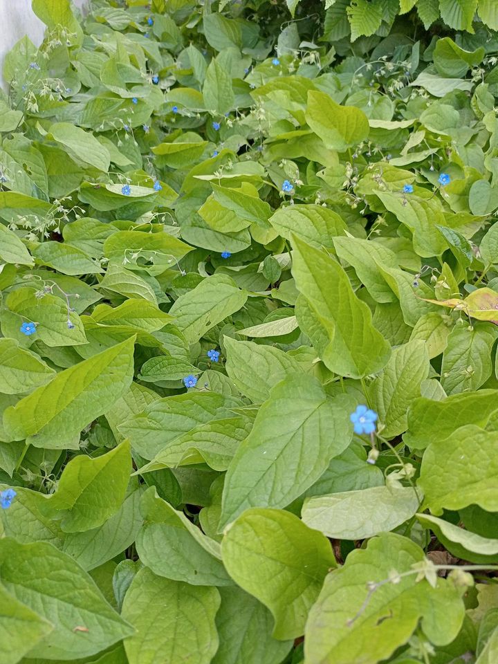 Gedenkemein - Omphalodes verna in Braunschweig