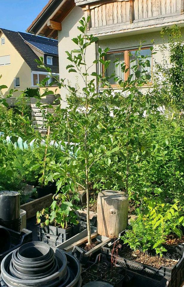 Erle, Schwarzerle 160-200 cm (Alnus glutinosa) in Trossingen