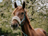 Reitbeteiligung für Dressurpferd gesucht (PsR) Nordrhein-Westfalen - Stadtlohn Vorschau