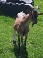 Klauenpfleger/in für unsere Ziegen und Schafe gesucht Bayern - Bad Grönenbach Vorschau