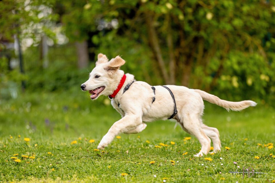 Zeusi, Golden Retriever-Pyrenäen-Berghund-Mix, 4 M., männlich in Lauf a.d. Pegnitz