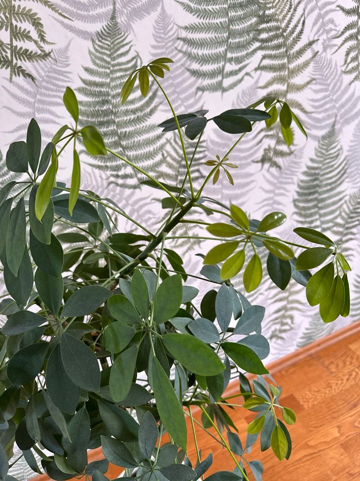 Pflanze Strahlenaralie Schefflera ca. 1 m - ohne Topf in Berlin