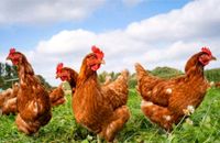 Hühner zum weiterlegen Bayern - Ampfing Vorschau
