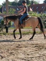 Pony, Pferd, Zucht Brandenburg - Beelitz Vorschau