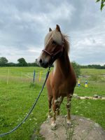 Pflegebeteiligung für Isländer gesucht (Pferd sucht) Schleswig-Holstein - Brügge Holst Vorschau