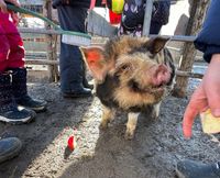 Kune Kune Schweine Schweine Nordrhein-Westfalen - Nörvenich Vorschau