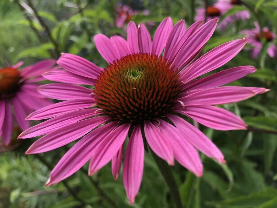 Purpur Sonnenhut Samen Bienen- / Insektenweide in Donauwörth