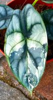 Alocasia Silver Dragon Variegata - M4 Hessen - Obertshausen Vorschau