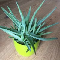 Aloe Vera Ableger, Luftverbesserer, Heilpflanze, Zimmerpflanze Dresden - Cotta Vorschau