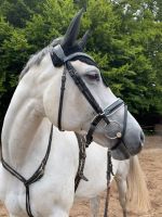 Trense Cob schwarz, Lack Schleswig-Holstein - Boostedt Vorschau