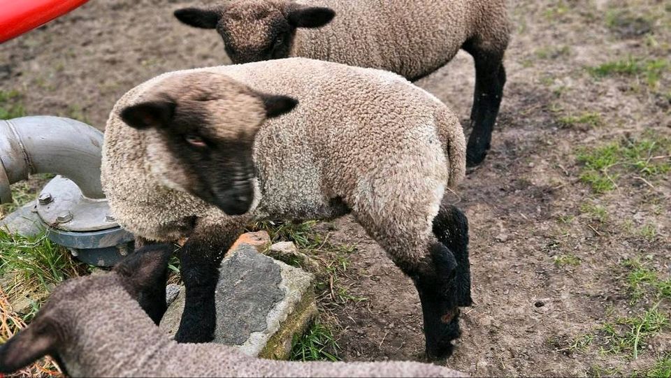 Schropshire Schafe,  Lämmer von April 2024 Bocklämmer in Greetsiel