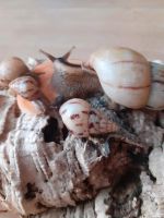 Limicolaria Agathina Schnecke (Keine Achatschnecken!) Nordrhein-Westfalen - Oerlinghausen Vorschau