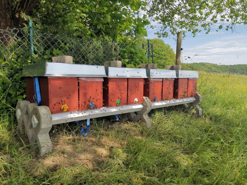 Bienenvolk, Ableger auf Dadant Maß in St Katharinen