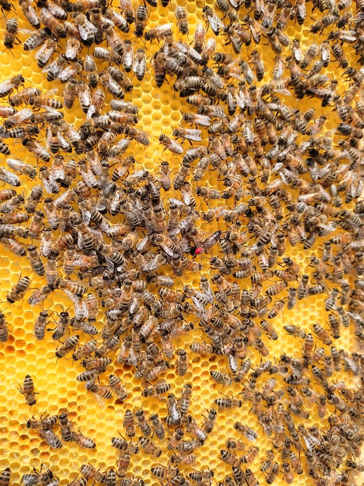 Bienenvolk Bienen Bienenvölker DNM 1,5 Deutsch Normalmaß 1,5 in Römhild