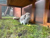 Minilop Zwergwidder Mini Lop Kaninchen geimpft ♥️ Niedersachsen - Cloppenburg Vorschau