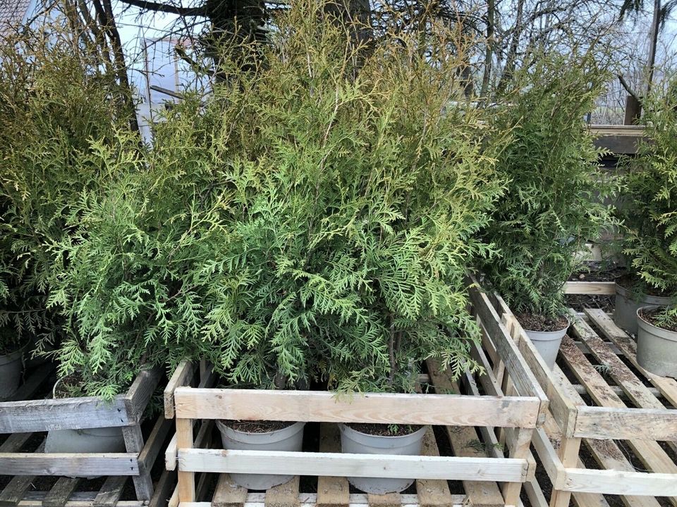 50 x Thuja Brabant 120-140 cm *KOSTENLOSER VERSAND* in Obersulm