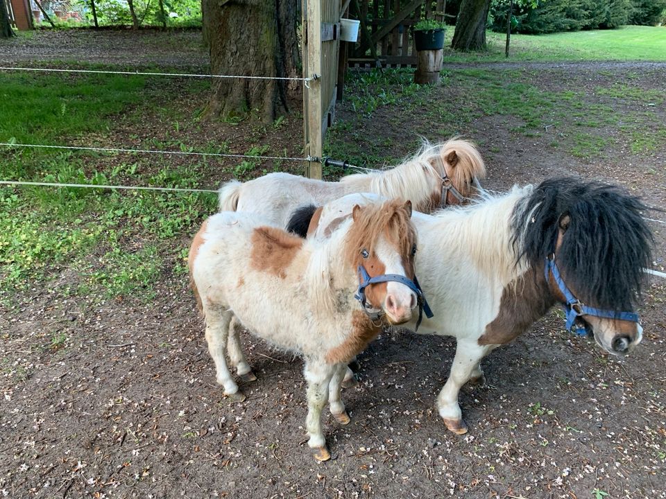 Kleine Pony Familie in Marienborn