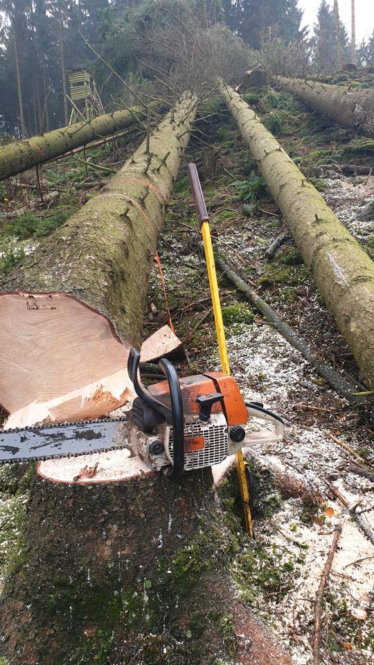 Baumfällung Problembaumfällung Windwurf Landschaftspflege in Altenbeken