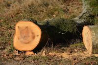 Baumpflege Baumfällung Baum Rückschnitt Hessen - Frankenberg (Eder) Vorschau