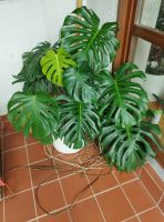 Wunderschöne Monstera Hessen - Brachttal Vorschau