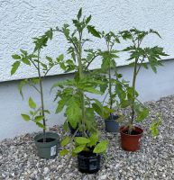 Tomaten Pflanzen “Hellfrucht" Bayern - Graben (Lechfeld) Vorschau