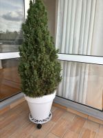 Fichte Pflanze zu verschenken 150-160 cm Berlin - Tempelhof Vorschau
