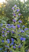 Samen Gewöhnlicher Natternkopf ( Echium vulgare  ) Baden-Württemberg - Horgenzell Vorschau