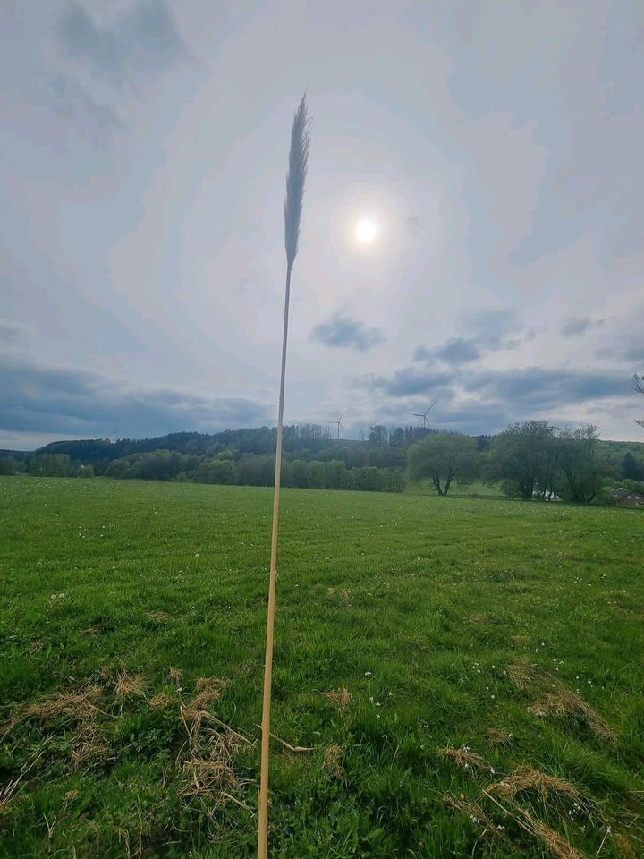 Pampasgras aus dem Garten in Horn-Bad Meinberg