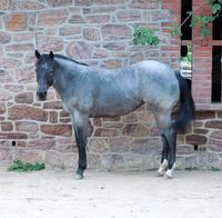 Blue Roan Quarter Pony Niedersachsen - Südbrookmerland Vorschau