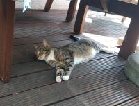 Katze vermisst Berlin - Pankow Vorschau