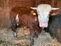 Herford Fleckvieh Piemonteser Limousin Deckbulle Bulle Stier Bayern - Dillingen (Donau) Vorschau