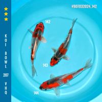 KOI Bowl 207 Ginga Goshiki Größe 16-20cm Baden-Württemberg - Stimpfach Vorschau