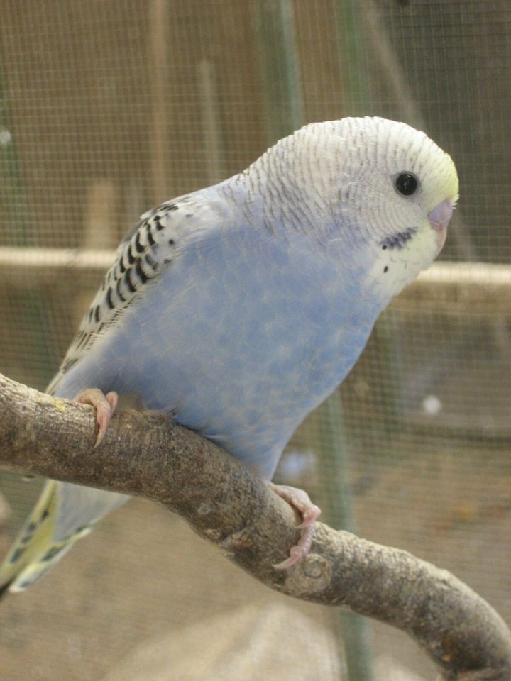 nestjunge Wellensittiche, daher auch zahm werdend!!! in Birkenheide