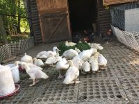 Flugenten warzenente  barbarieente Ente Küken Niedersachsen - Soltau Vorschau