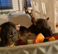 Ratten Farbratten Weibchen Anfängerrudel 5 Stück Nordrhein-Westfalen - Datteln Vorschau