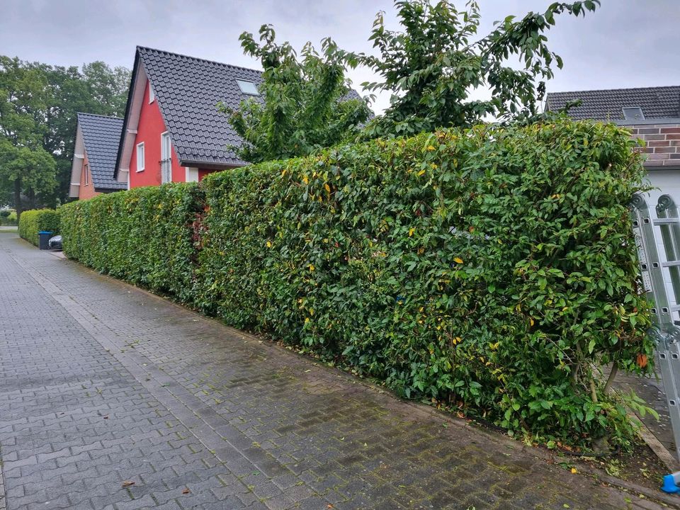 Hecke schneiden / Sträucher entfernen in Gütersloh