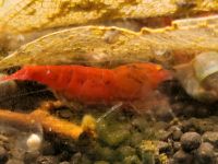 Caridina Garnelen Red Devil (ausselektiert) Thüringen - Krayenberggemeinde Vorschau