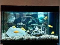 Biete ein Aquarium mit Fischbesatz Dortmund - Benninghofen Vorschau