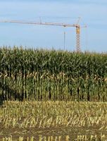 Mais / Gras - Häckseln / Silieren / Ernten Bayern - Pastetten Vorschau