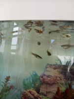 Süßwasser Aquarium Fische zu verkaufen Nordrhein-Westfalen - Krefeld Vorschau