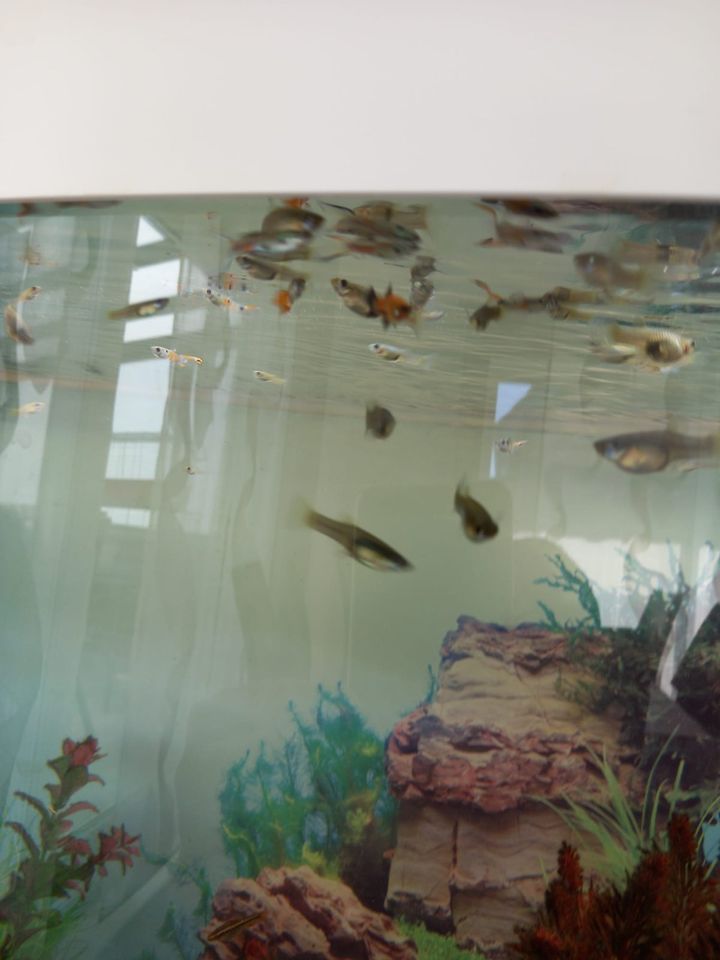 Süßwasser Aquarium Fische zu verkaufen in Krefeld