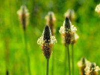 Saatgut/Samen - Spitzwegerich (Plantago lanceolata) Nordrhein-Westfalen - Viersen Vorschau