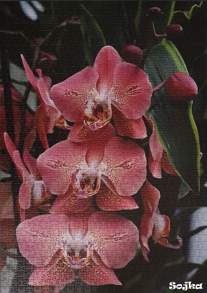Puzzle 1000 Teile "Beauty of Orchids" in Bassum