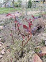 Rote Rose abzugeben Niedersachsen - Braunschweig Vorschau