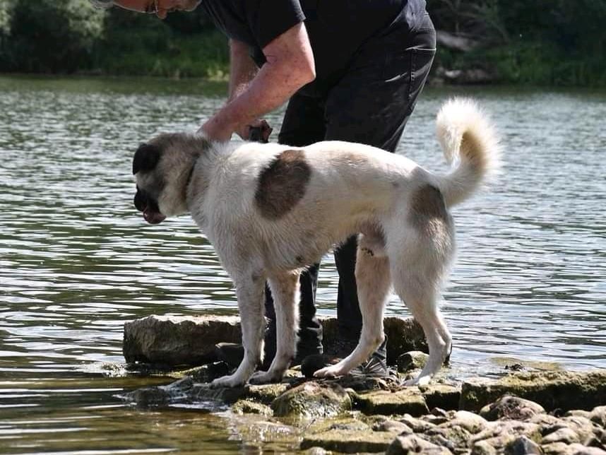 Ducati - perfekter Hofhund sucht sein Zuhause ❤️ in Bad Oeynhausen