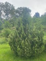 Thuja, Lebensbaum Baden-Württemberg - Weissach Vorschau