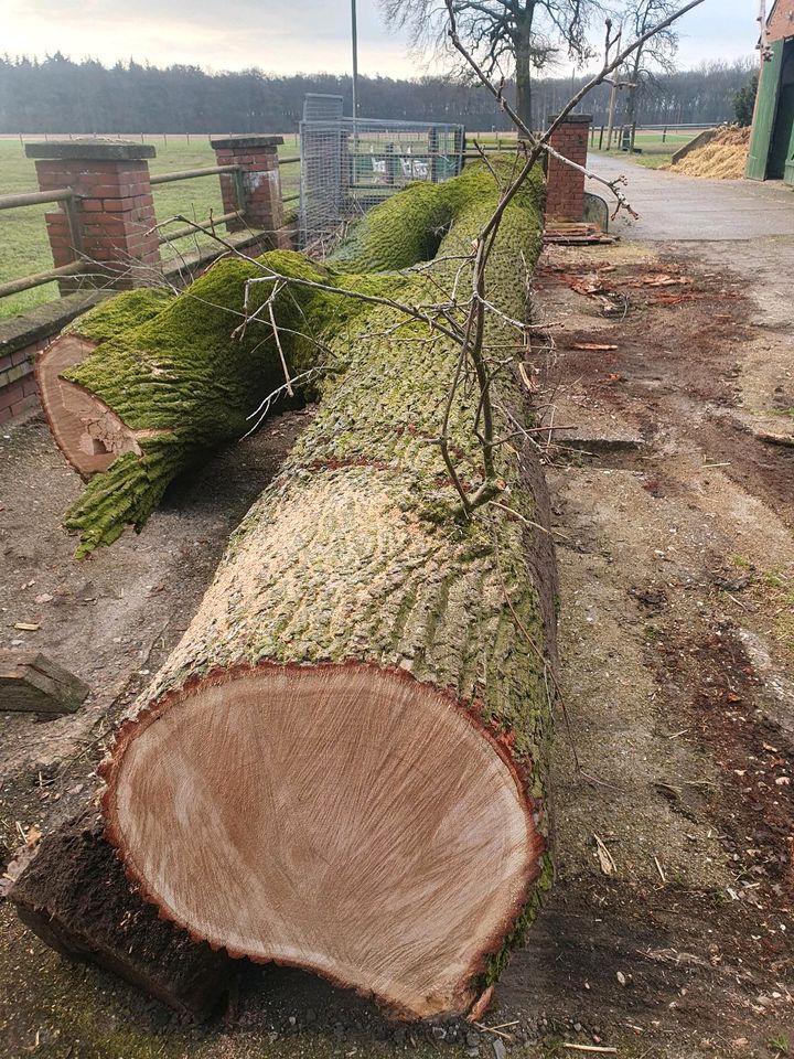 Eiche XXL Zwiesel 120cm Stammholz Eichenstamm in Sassenberg