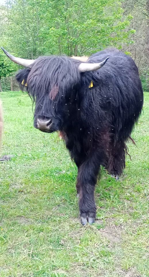 Marie - Färse schwarz (1.100,00€ VB) – Schottisches Hochlandrind in Mellenbach-Glasbach