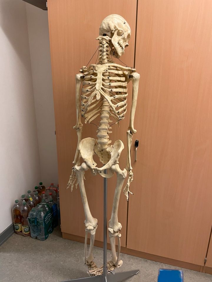 Skelett Anatomie in Hannover