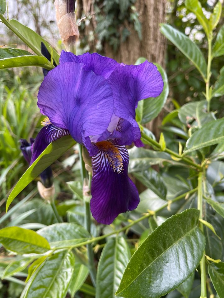 Tausche Liliane Bart Schwertlilie / Iris gegen andere Farben in Wolfenbüttel